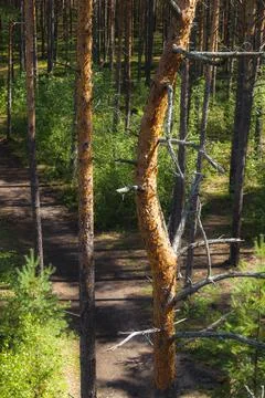 The path in the pine forest. Daytime, summer season. Stock Photos