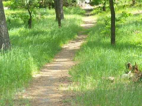 Path in a pine forest. Direction of movement. Foto stock