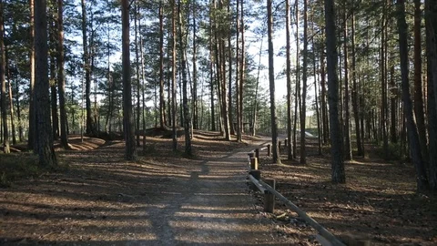 Path in the Pine Forest flight on stedicam on a sunny day 스톡 동영상 95291735