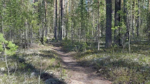 Path at the pine forest Stock Footage 73303794