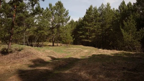 Path in the Pine Forest 動画素材 75751935