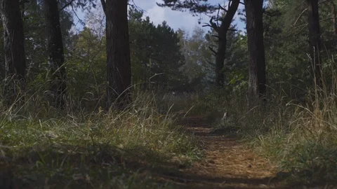 Path in a pine forest Stock-Footage 125805017