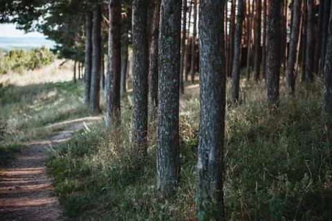 Path in a pine forest. Horizontal picture Foto stock