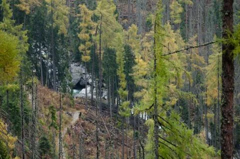 Path in the pine forest to a little river in the mountains Stock Photos