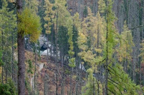 Path in the pine forest to a little river in the mountains Stock Photos