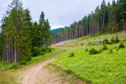Path in the pine forest Stock Photos