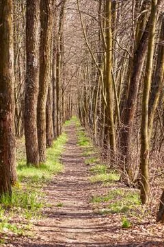 Path in the pine forest Foto stock
