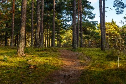 Path in the Pine Forest Foto stock