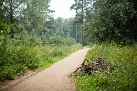 A path in a pine forest Stock Photos