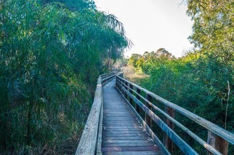 Path in pine forest Stock Photos