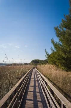 Path in pine forest Stock Photos