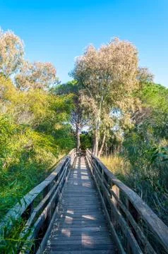 Path in pine forest Stock Photos