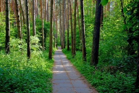 A path in a pine forest.	 Stock Photos