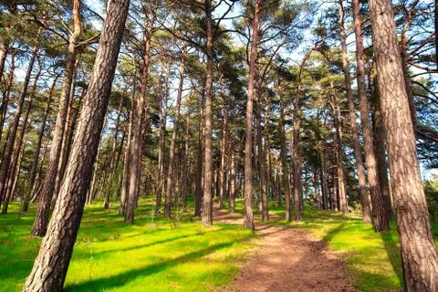 Path in a pine forest Stock Photos
