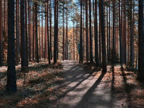 Path in the pine forest Stock Photos