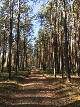Path in the pine forest Stock Photos