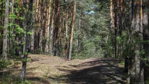 Path in a pine forest, summer day Stock Photos