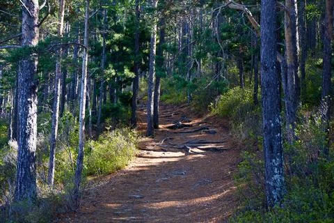A path in a pine forest. Summer landscape Stock Photos