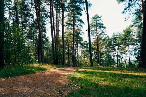 Path in a pine forest on a sunny summer day Foto stock