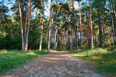 Path in a pine forest on a sunny summer day Foto stock