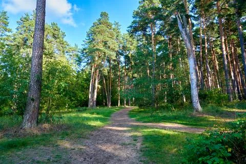 Path in the pine forest on a sunny summer day Stock Photos