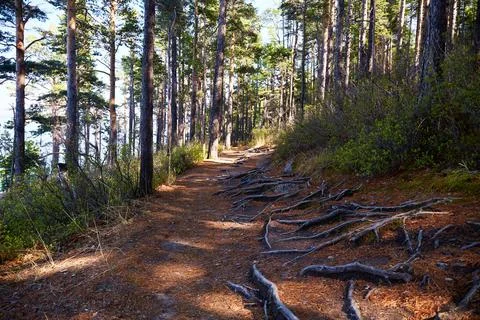 A path in a pine forest. Tree roots protruding above the surface. Stock Photos