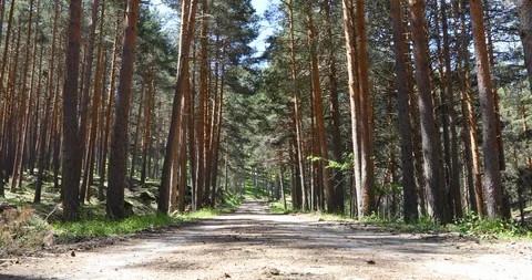 Path in pine tall trees forest Stock Footage 93453305