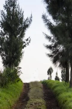 A path with pine trees on the right and left of the road. Foto stock