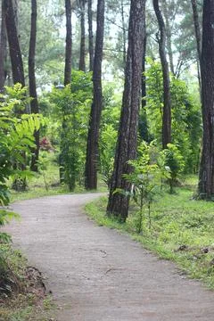 A path in the pine woods. Foto stock