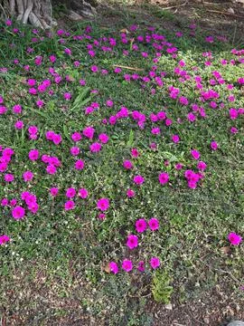 Path of pink flowers Stock Photos