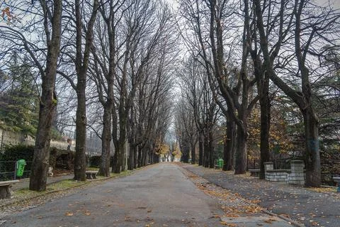 Path with planted chestnuts in autumn park in november Stock Photos