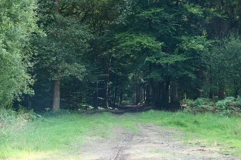 Path plunging into the forest Fotos de archivo