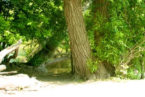Path to the pond Stock Photos