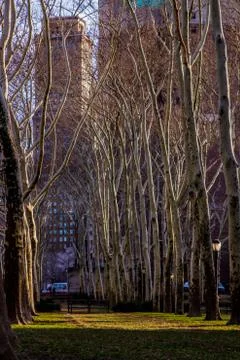 A Path for Pondering 库存照片