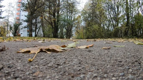 Path in a public garden in a bedroom district of Munich, Germany. Fallen leaves Stock Footage 119853773