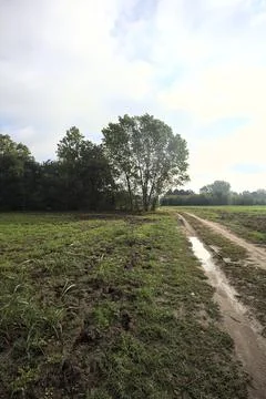 Path with puddles bordered by fields that passes next to a tree of a grove .. Stock Photos