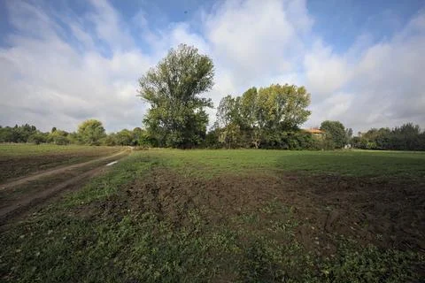 Path with puddles bordered by fields that passes next to a tree of a grove .. Stock Photos