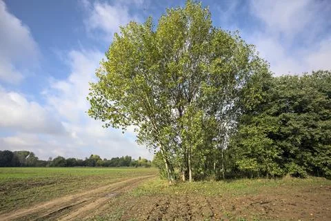 Path with puddles bordered by fields that passes next to a tree of a grove .. Stock Photos