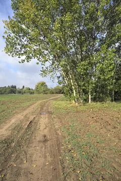 Path with puddles bordered by fields that passes next to a tree of a grove .. Stock Photos