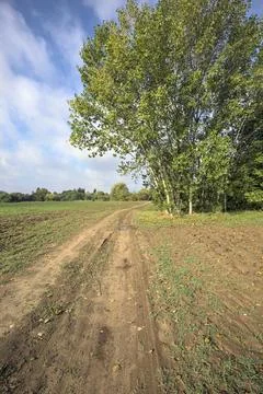 Path with puddles bordered by fields that passes next to a tree of a grove .. Stock Photos