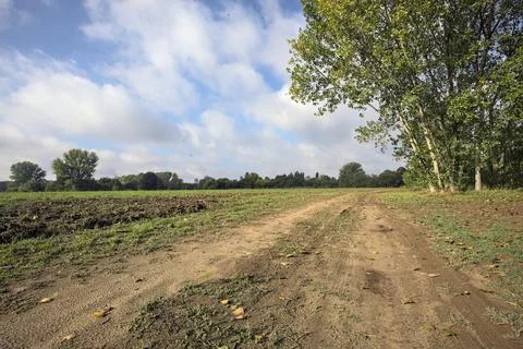 Path with puddles bordered by fields that passes next to a tree of a grove .. Stock Photos
