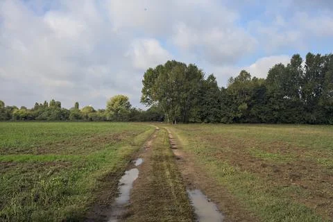 Path with puddles bordered by fields that passes next to a tree of a grove .. Stock Photos