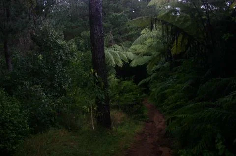 Path &amp; Punga Ferns Stock Photos