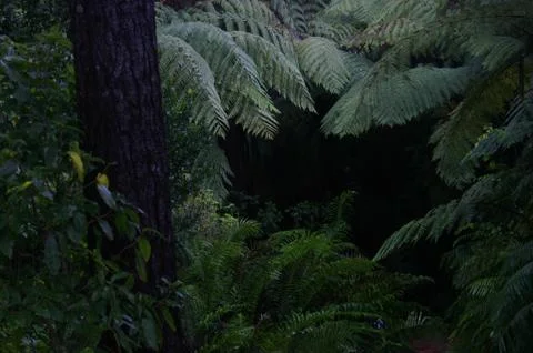 Path &amp; Punga Ferns Stock Photos
