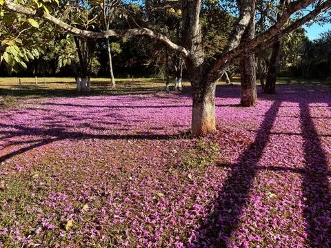 Path of purple flowers in the field Fotos de archivo