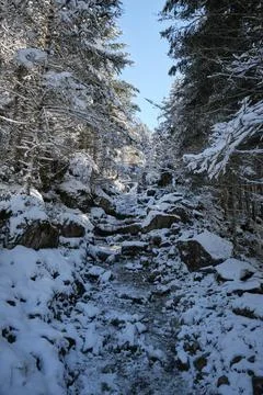 Path into the Pyrenees forest Foto stock