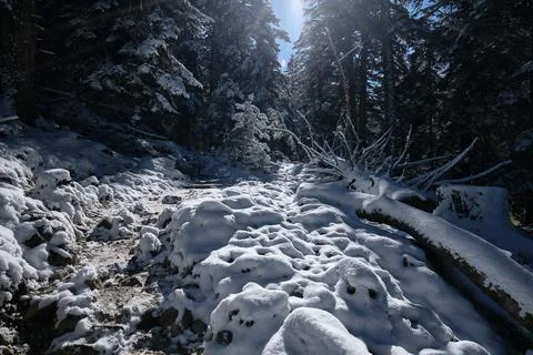 Path into the Pyrenees forest Foto stock