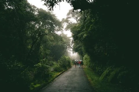 Path in the Rainforest II Stock Photos