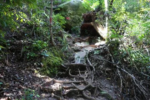 Path in the rainforest Stock Photos