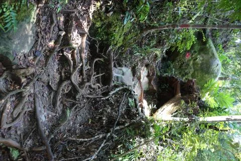 Path in the rainforest Stock Photos